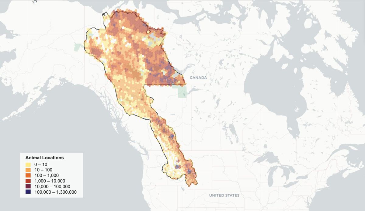 Karte von Kanada und den Vereinigten Staaten, die den Migrationskorridor von Yellowstone nach Yukon (Y2Y) hervorhebt und Daten zur Tierverfolgung innerhalb des Korridors zeigt.