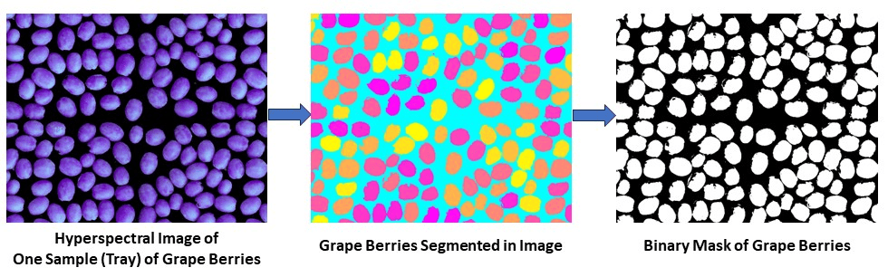 Segmentation of hyperspectral image of grape berries.