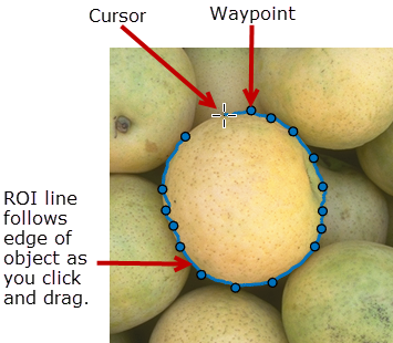 Assisted Freehand ROI tracing the edge of an object between selected waypoints.