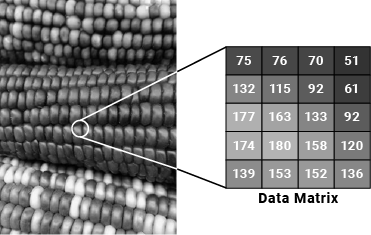 Grayscale image of three ears of corn and its data matrix. The data matrix contains integer values that represent the color intensities for the corresponding image pixels.