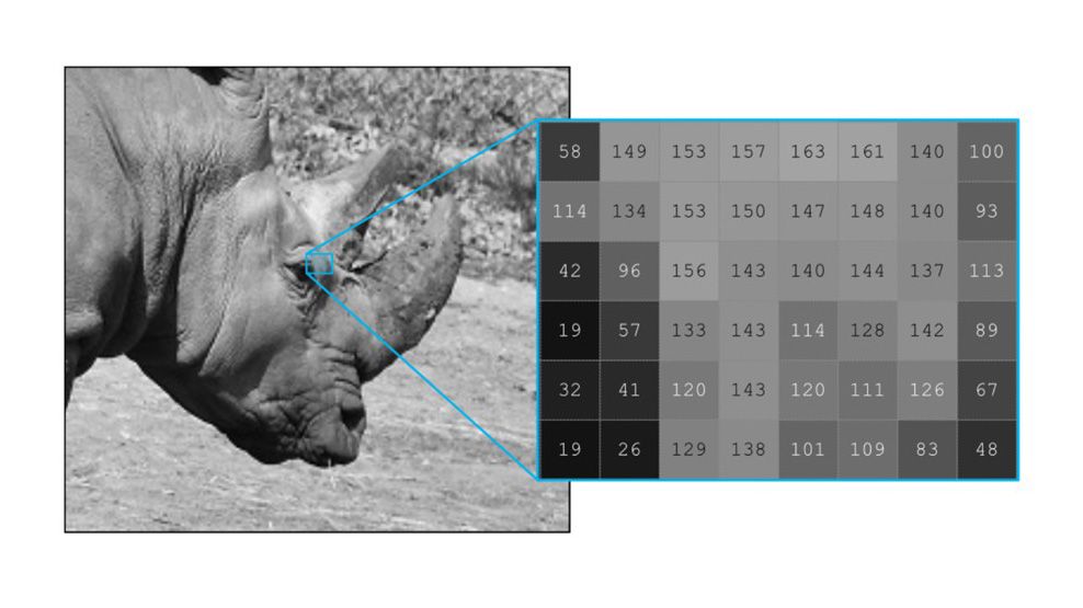 Nahaufnahme eines Nashornkopfes mit vergrößertem Ausschnitt des Auges als Raster mit Grauwerten der Pixel von 19 bis 163.
