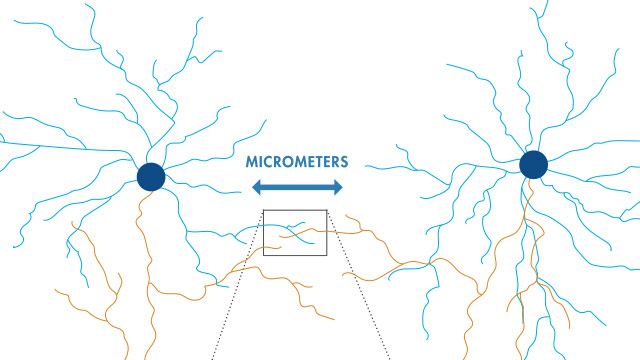 Rekonstruktion neuronaler Karten aus Elektronenmikroskopie-Daten durch Deep Learning